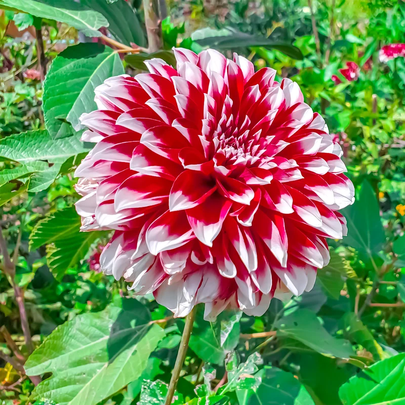 3 Dahlias décoratifs Fubuki rouge et blanc