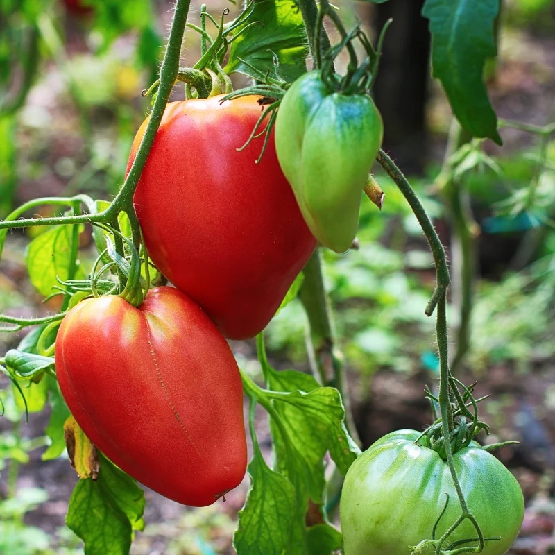 3 Plants de Tomate Coeur de Boeuf