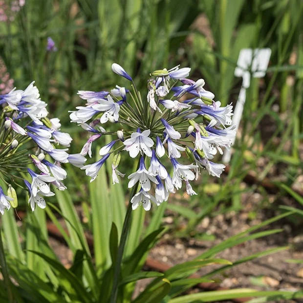 Agapanthe Twister