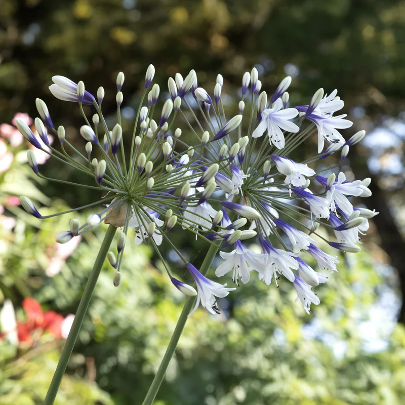 Agapanthe Twister