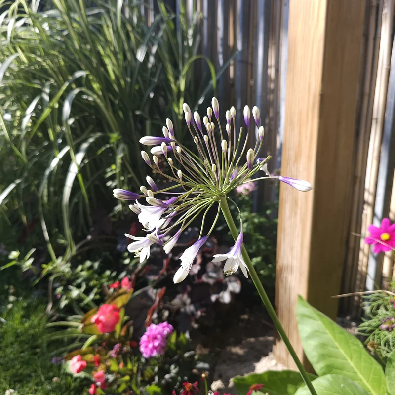 Agapanthe Twister