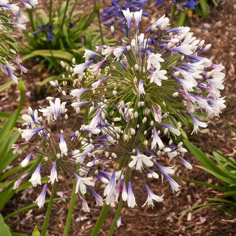 Agapanthe Twister