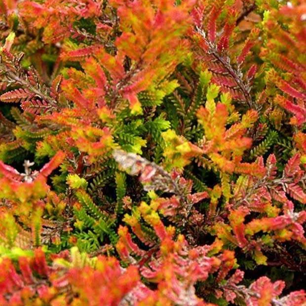 Bruyère d'été Wickwar Flame