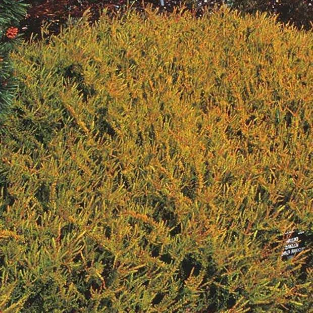 Bruyère d'été Wickwar Flame
