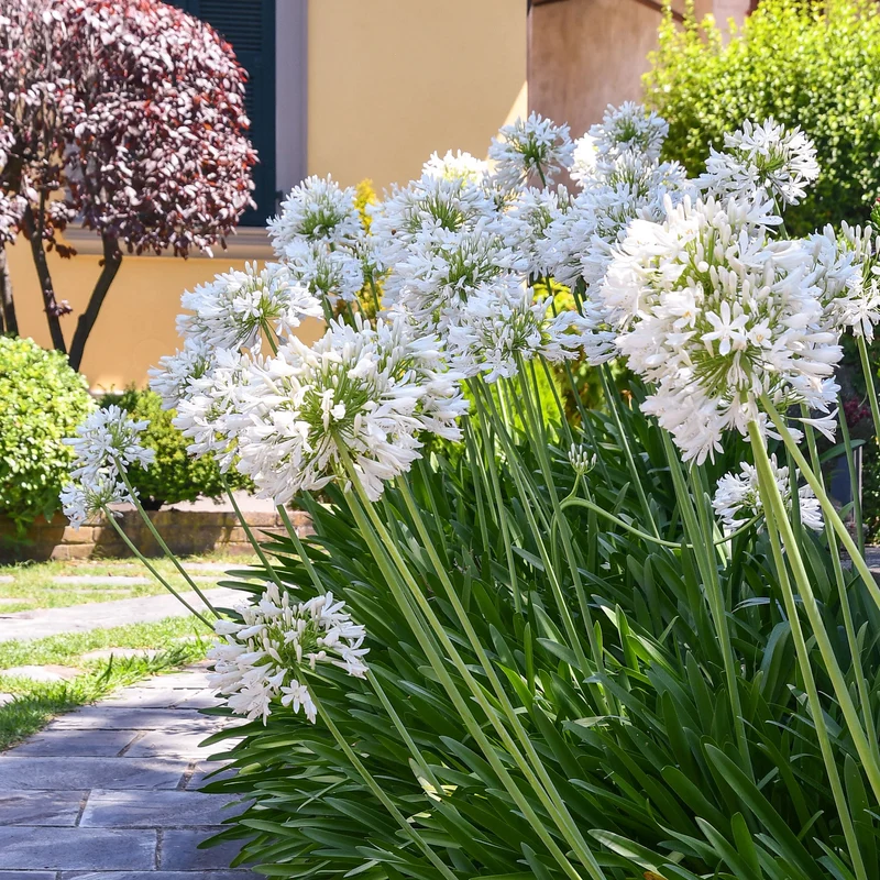 Agapanthe africaine blanche
