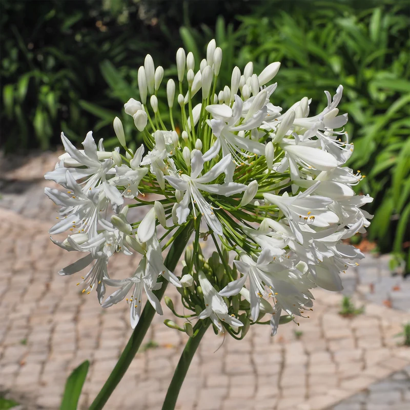 Agapanthe africaine blanche