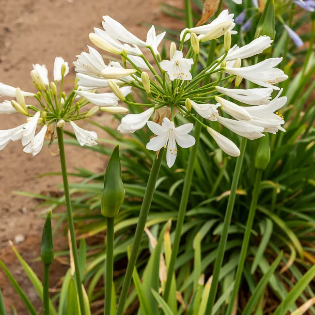Agapanthe africaine blanche