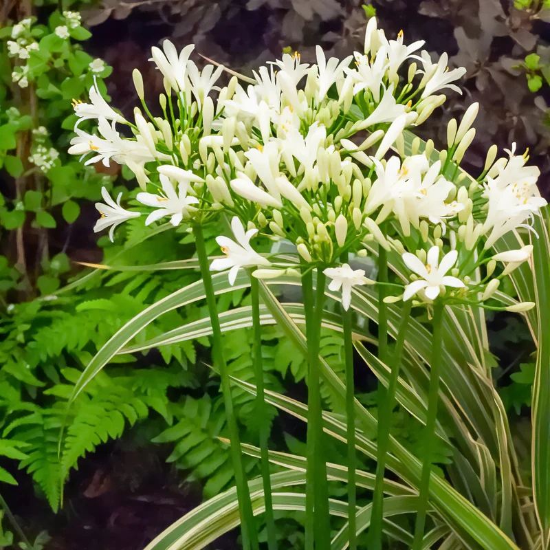 Agapanthe africaine blanche