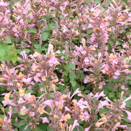 Agastache Kudos Ambrosia