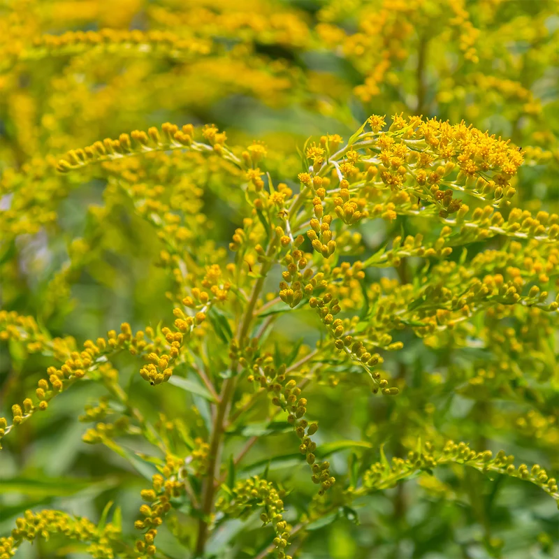 5 Solidago - Verge d'or