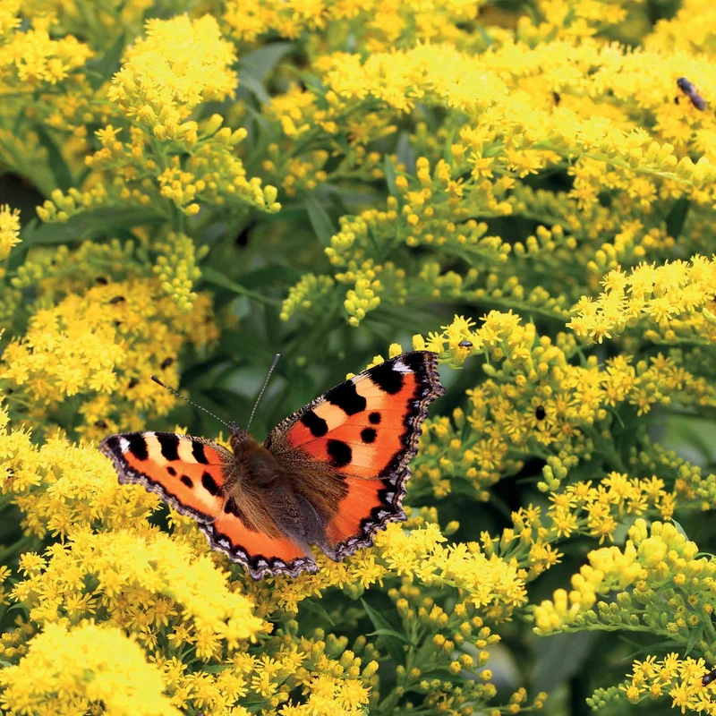5 Solidago - Verge d'or