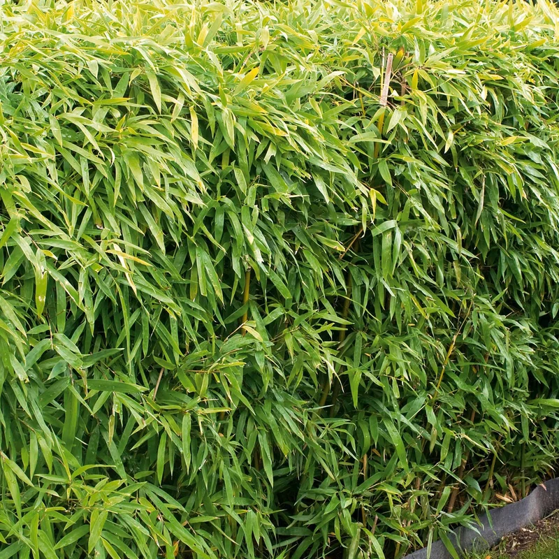 Bambou de haie non-traçant