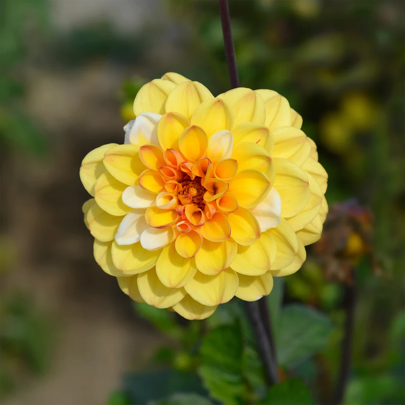 Dahlia pompon Double Jill