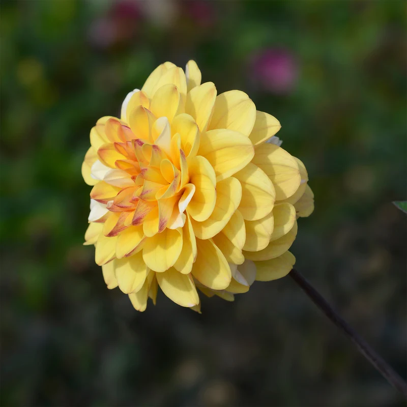 Dahlia pompon Double Jill