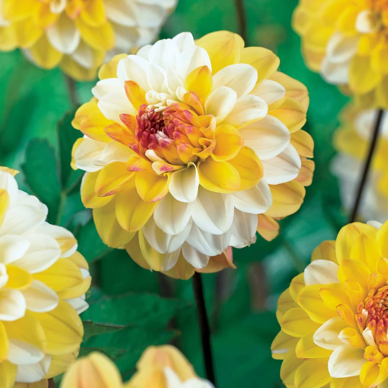 Dahlia pompon Double Jill