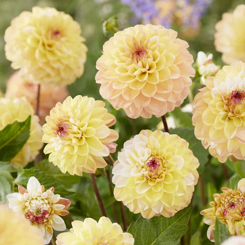Dahlia pompon Double Jill