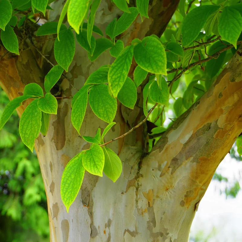 Stewartia