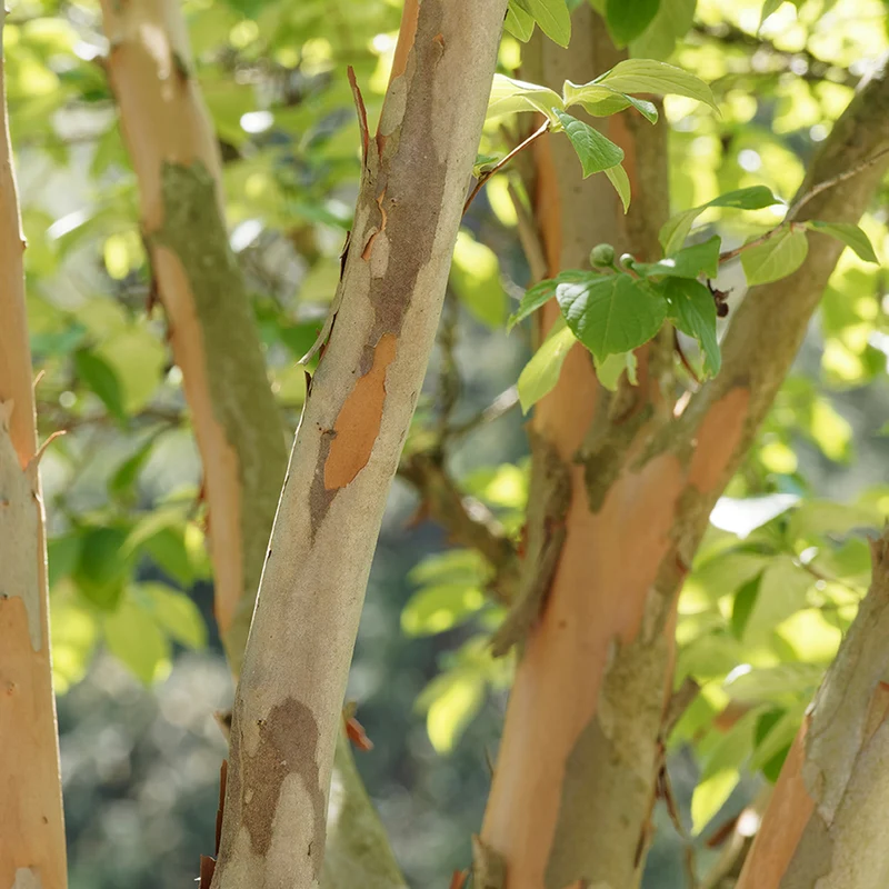 Stewartia