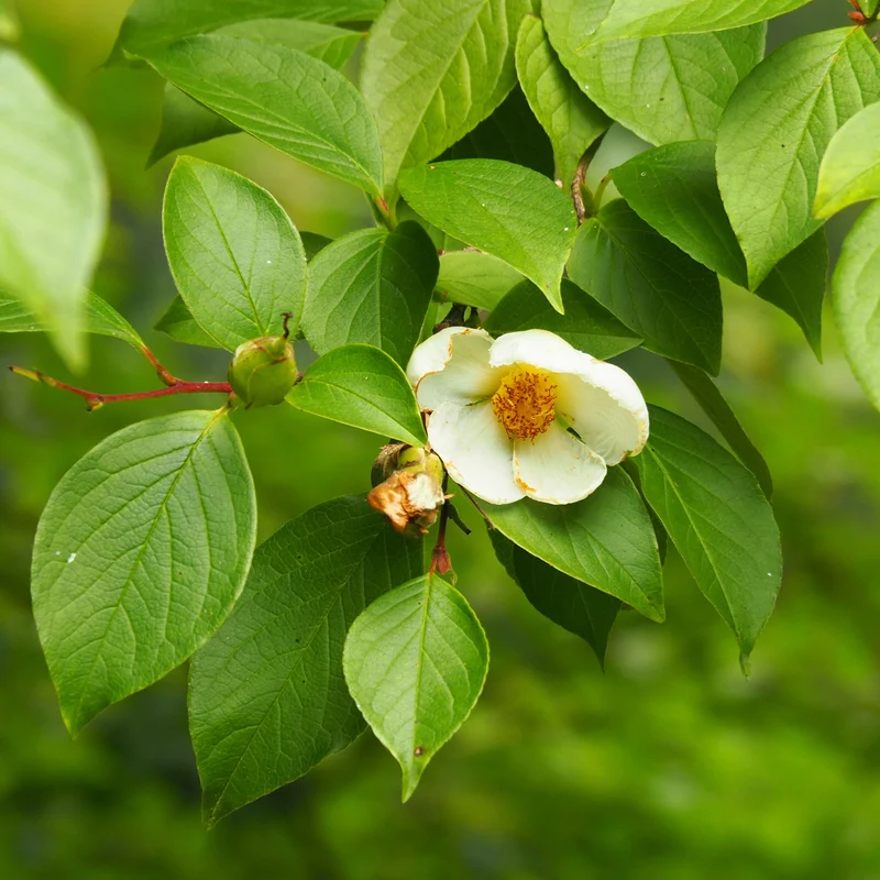 Stewartia