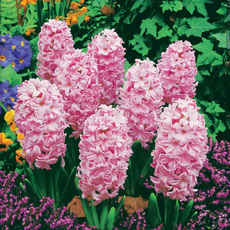 3 Jacinthes roses