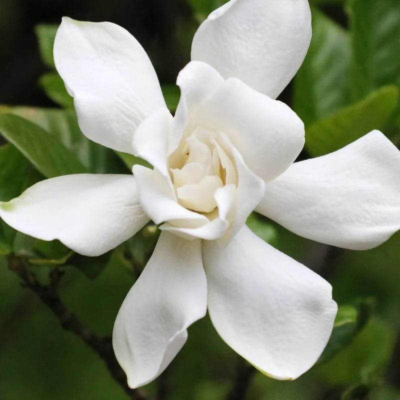 Gardénia Celestial Star