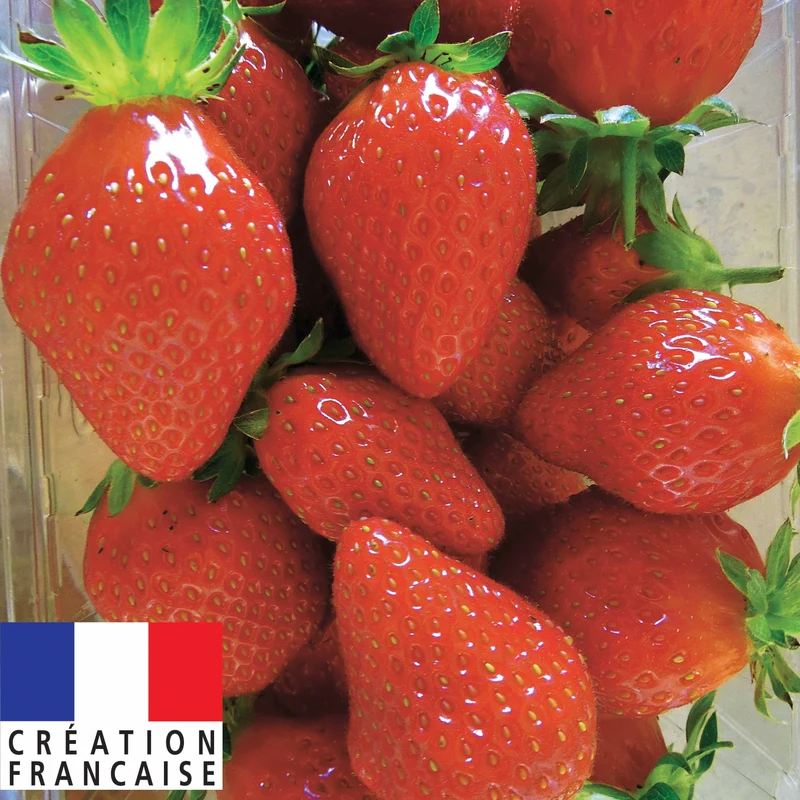 Fraisier remontant Mariguette ®