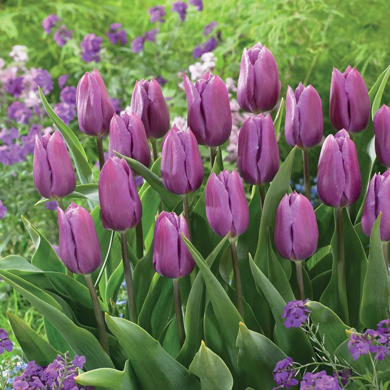 10 Tulipes triomphe Blue Beauty