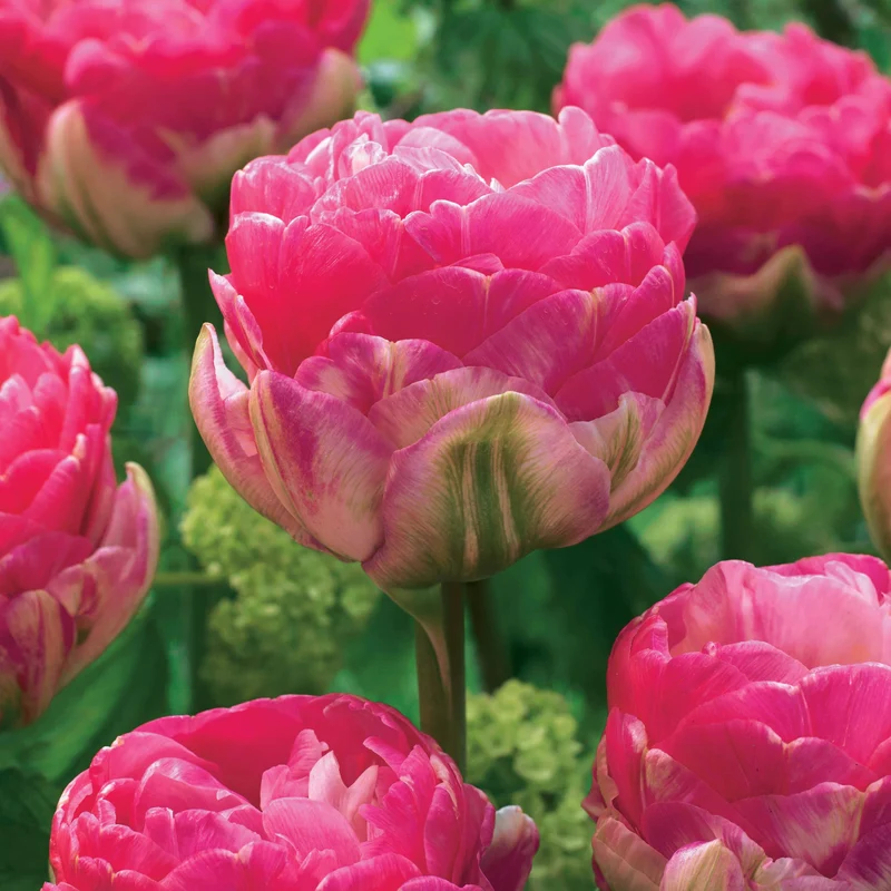 10 Tulipes à fleurs pivoine Pompon rose