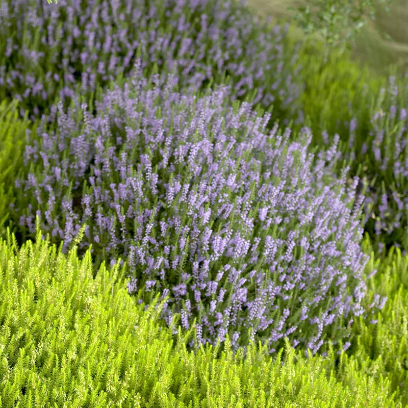 Bruyère d'été Spring Torch