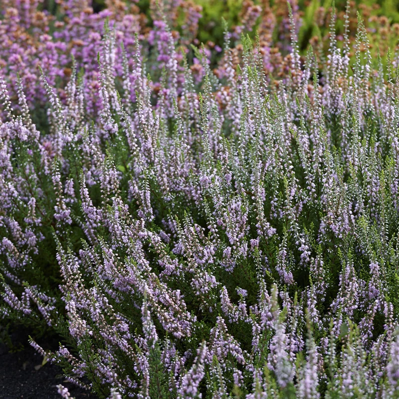 Bruyère d'été Spring Torch