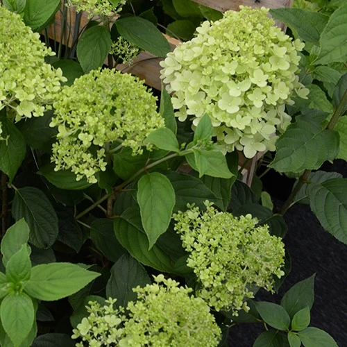 Hortensia paniculé Ruby Angels Blush