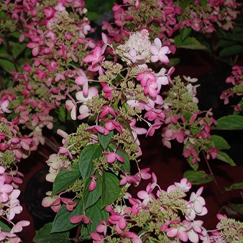 Hortensia paniculé Ruby Angels Blush