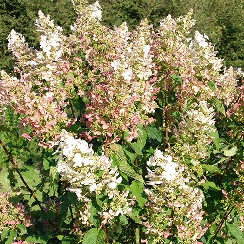 Hortensia paniculé Dolly
