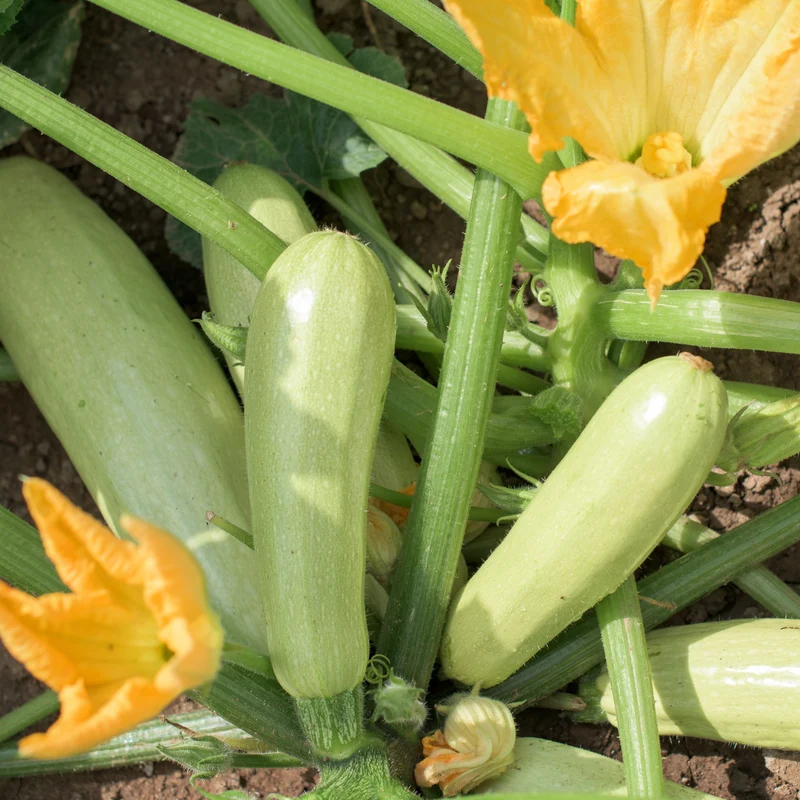 3 Plants de Courgette Lorea