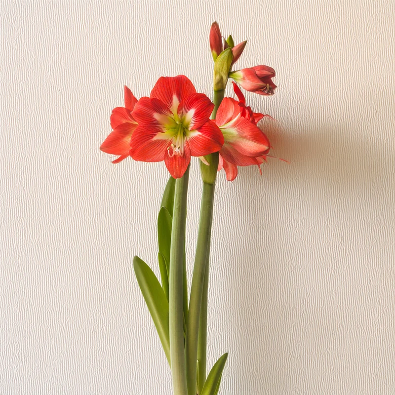 3 Amaryllis de jardin Sonatini Eye Catcher