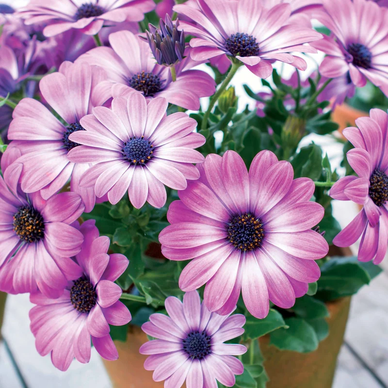 3 Marguerites du Cap Pink flave