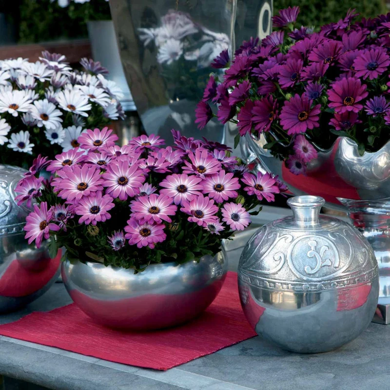 3 Marguerites du Cap Pink flave