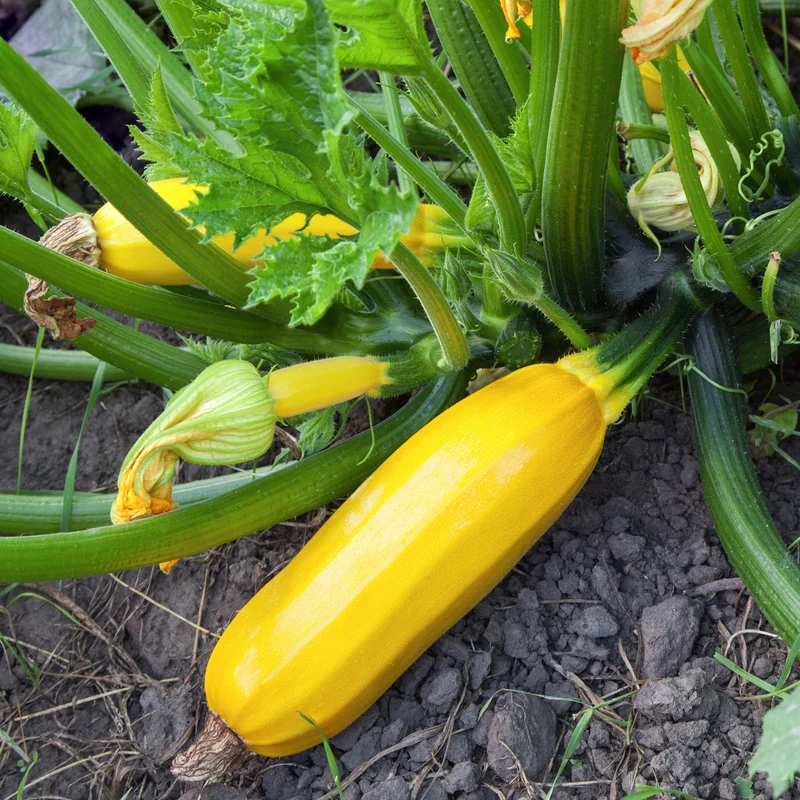 3 Plants de Courgette jaune Sunlight F1
