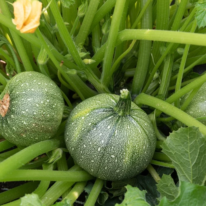3 Plants de Courgette Ronde de Nice