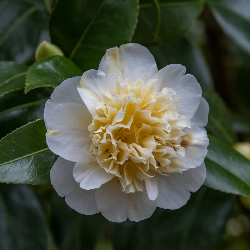 Camélia du Japon à fleurs doubles blanche