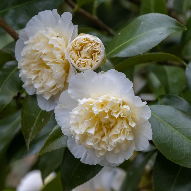 Camélia du Japon à fleurs doubles blanche