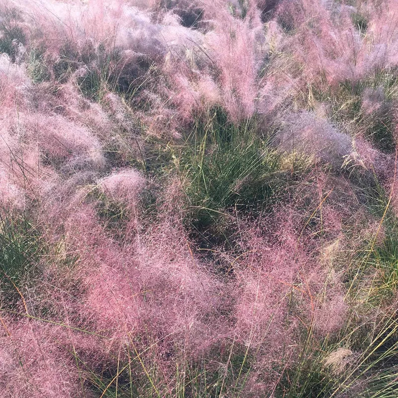 2 Herbes aux épis roses