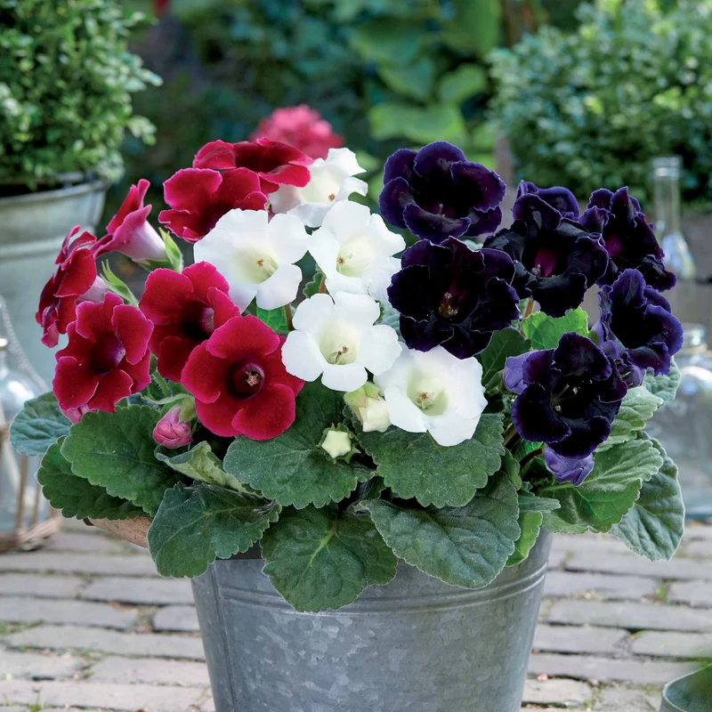 3 Gloxinias rouge, blanc, bleu en mélange
