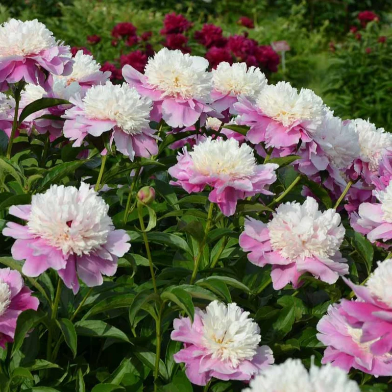 Pivoine Bowl of Beauty