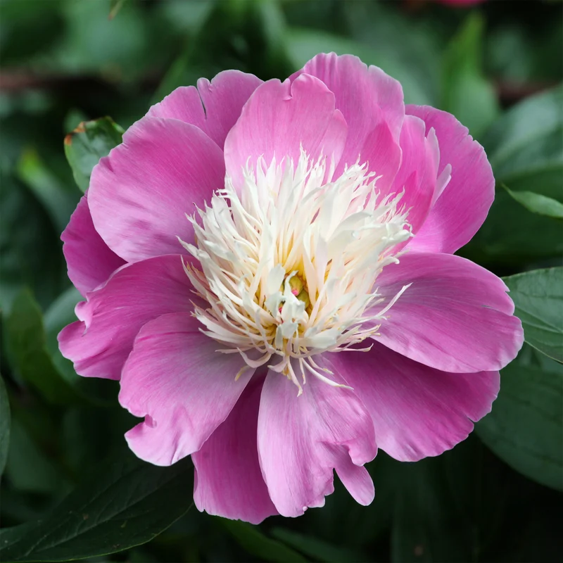 Pivoine Bowl of Beauty