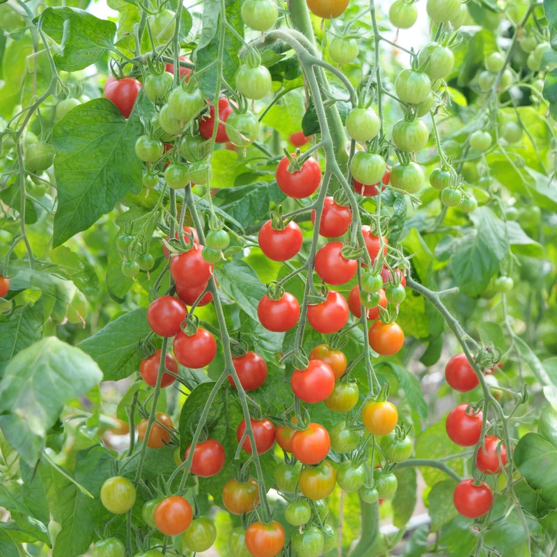 3 Plants de Tomate Cerise Rouge Supersweet 100