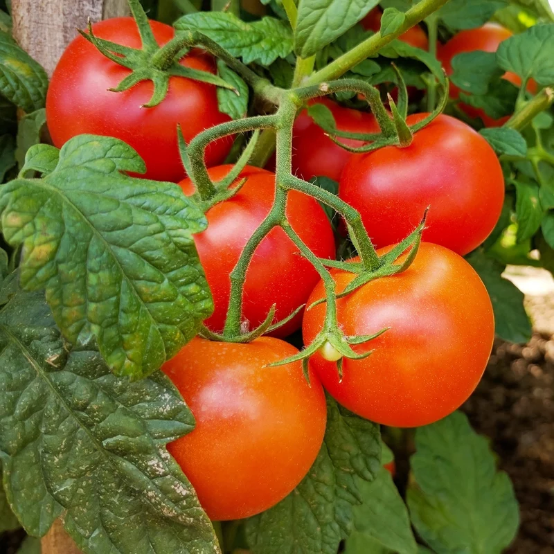 3 Plants de Tomate Grappe Premio F1
