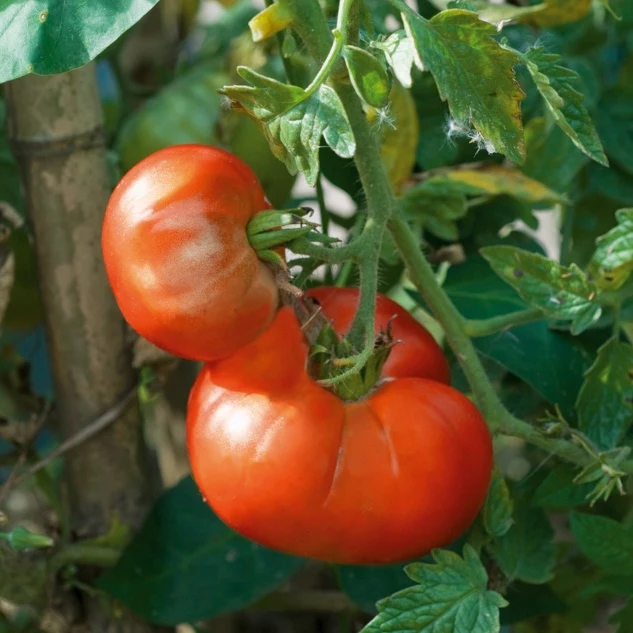 3 Plants de Tomate Marmande