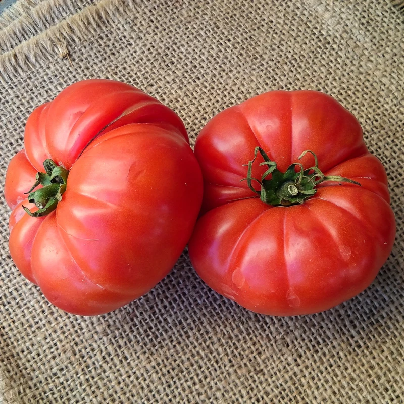 3 Plants de Tomate Marmande