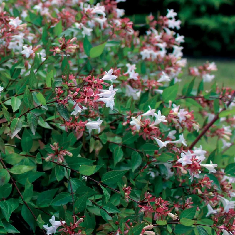 Abélia à grandes fleurs